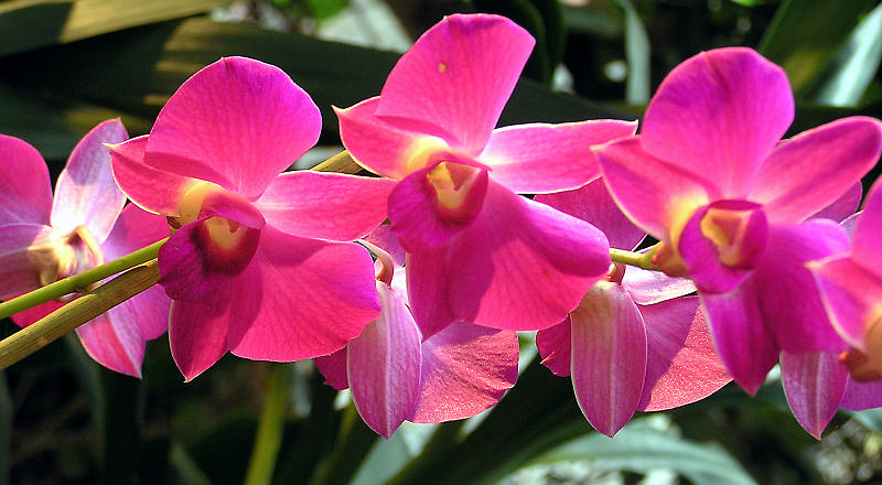 Orchidea.25.JPG - OLYMPUS DIGITAL CAMERA